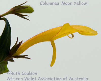 Columnea Moon Yellow